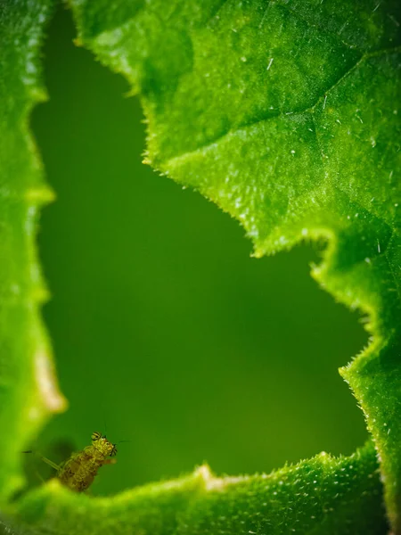 Вертикальний Макрознімок Diptera Летить Зеленому Листі Відкритому Повітрі — стокове фото