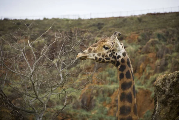 Portrait Une Jolie Girafe Savane — Photo