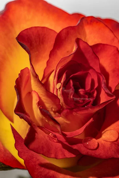 Makro Abicolor Róża Kroplami Rosy — Zdjęcie stockowe