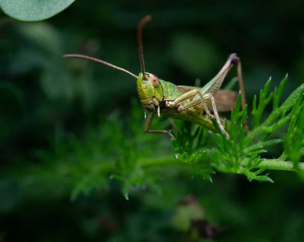 Primer Plano Saltamontes Sentado Una Rama Árbol Verde Bosque —  Fotos de Stock