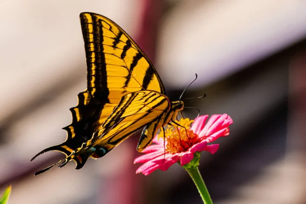 Неглубокий Снимок Жёлтой Полосатой Бабочки Стоящей Розовом Цветке Саду — стоковое фото