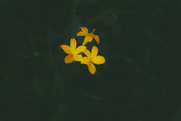 Крупный План Деликатных Желтых Вечерних Первоцветов Тёмном Фоне — стоковое фото