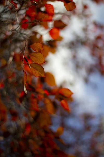 Feuilles Automne Rouge Vif Arbre Dans Parc — Photo