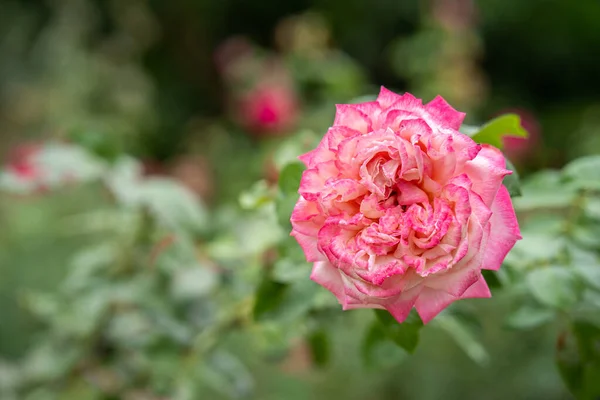 Крупный План Цветущей Розовой Розы Саду — стоковое фото