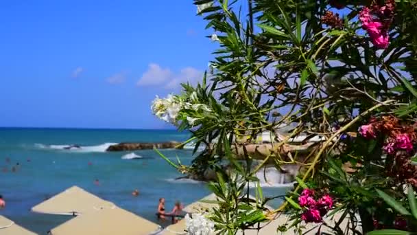 Tropikal Plajın Güzel Görüntüleri — Stok video