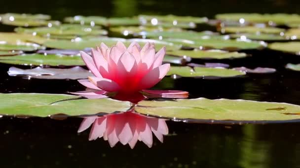 Belle Fleur Lotus Dans Étang — Video