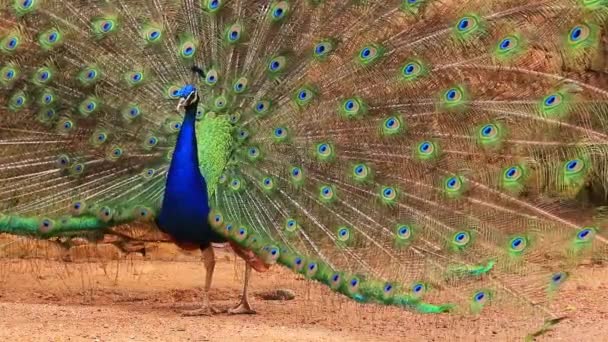 Beautiful Peacock Feathers — Stock Video