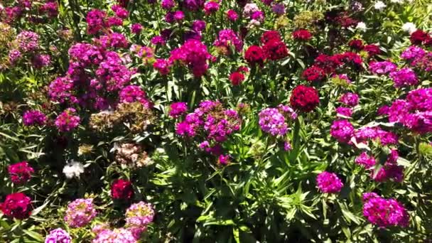 Schöne Blumen Garten — Stockvideo