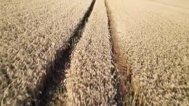 Pšeničné Pole Venkově — Stock video