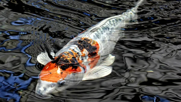 A closeup shot of a fish on the lake