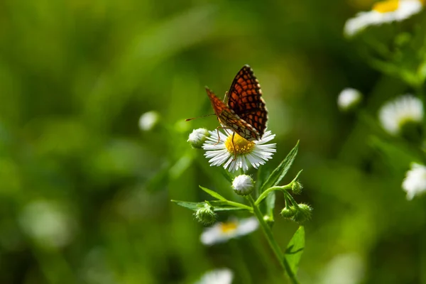 Makro Ujęcie Motyla Białym Kwiecie Zewnątrz — Zdjęcie stockowe