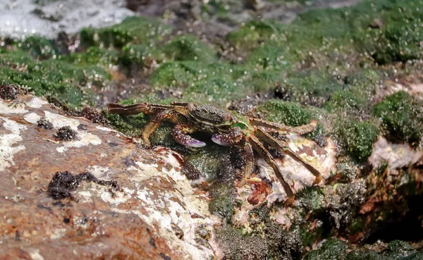 A closeup shot of a freshwater crab under the ocean, exotic sea life