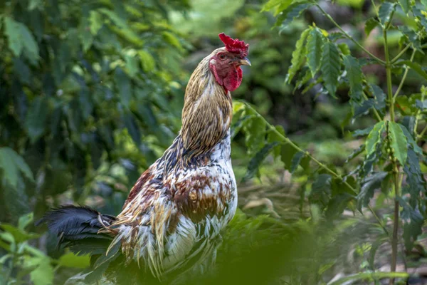 有鲜艳羽毛的鸡群在农场中的一个选择性的聚焦点 — 图库照片