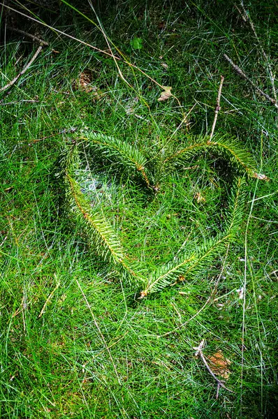 Disparo Vertical Una Conífera Sale Formando Una Señal Del Corazón — Foto de Stock