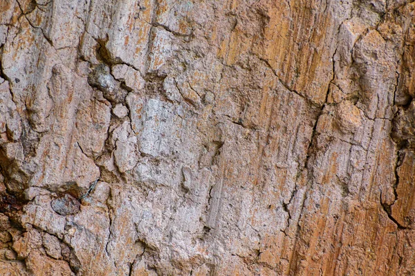 Primo Piano Della Struttura Della Corteccia Degli Alberi — Foto Stock