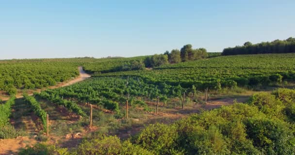 Een Landschap Van Wijngaarden Met Een Jonge Groene Bomen — Stockvideo
