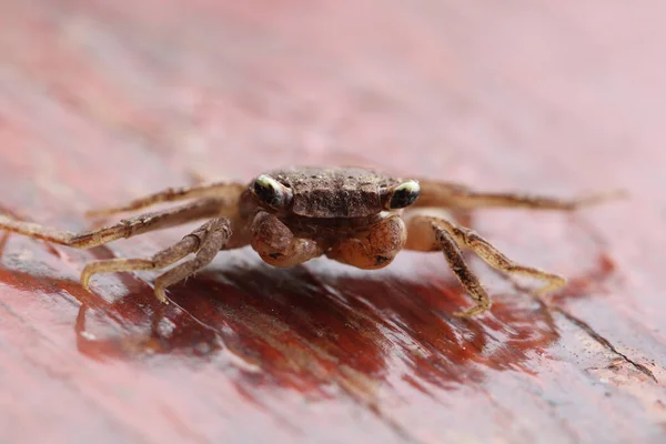 Closeup Shot Small Crab Wooden Surface — Stock Photo, Image