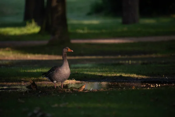 一只鸭子站在草地上 树阴朦胧 — 图库照片