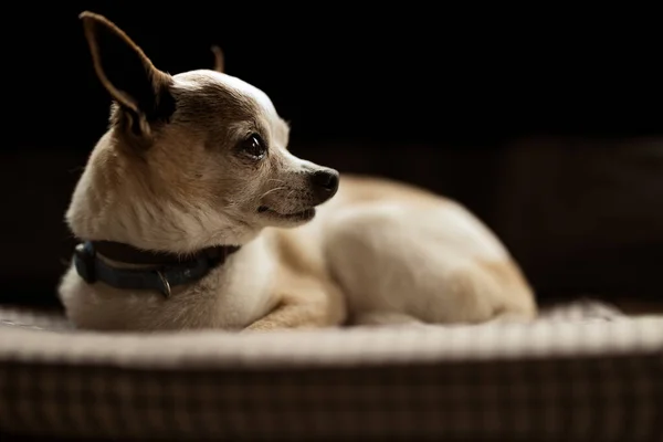Chihuahua Blanc Mignon Couché Sur Lit Chien Intérieur Sur Fond — Photo
