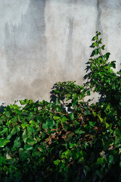 Een Verticaal Shot Van Een Outdoor Ficus — Stockfoto