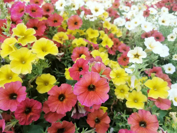 노란색 분홍색 정원의 클로즈업 — 스톡 사진