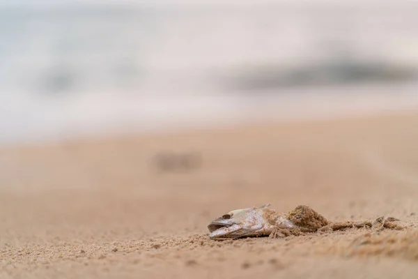Detailní Záběr Mrtvé Ryby Písečném Pobřeží — Stock fotografie