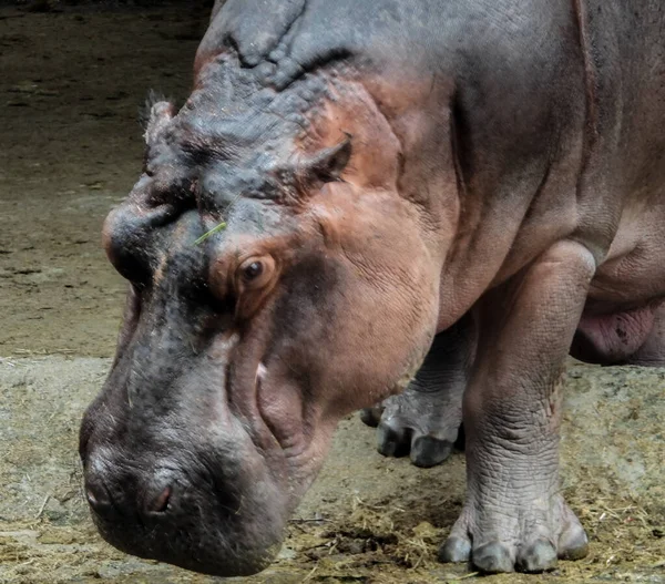 Gros Plan Énorme Hippopotame Promenant Regardant Vers Bas Dans Zoo — Photo