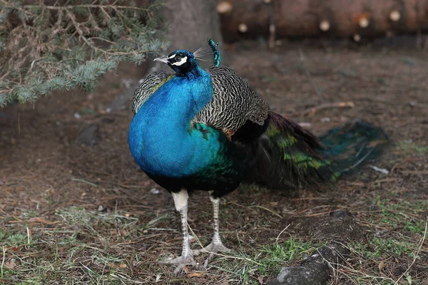 Blue Feathered Peafowl Park — Stock Photo, Image