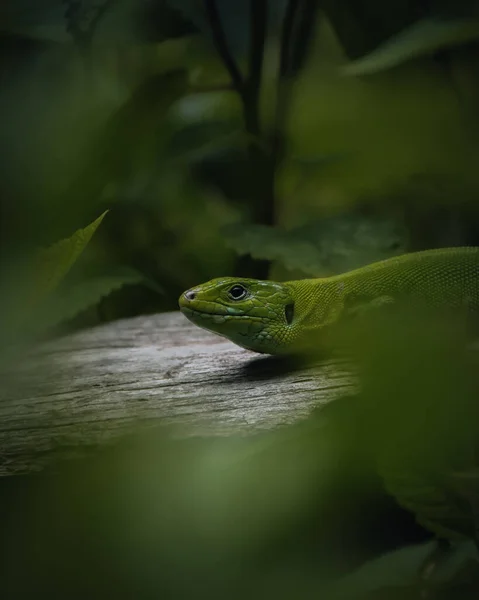 在自然环境中俯瞰的一条绿色蛇的头部的一个垂直镜头 — 图库照片