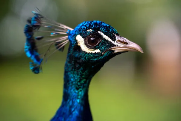 Primo Piano Del Viso Pavone Con Collo Blu Foglie Sfocate — Foto Stock