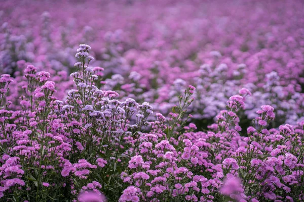 Primer Plano Flores Montaña Arbustivas Púrpura Creciendo Campo — Foto de Stock