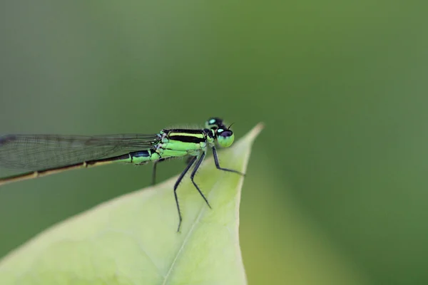 Eine Grüne Libelle Auf Einem Grünen Blatt — Stockfoto