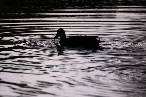 Uma Escala Cinza Pato Nadando Lago Refletindo Nele — Fotografia de Stock