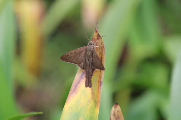 Een Close Shot Van Een Mot Een Groen Blad — Stockfoto