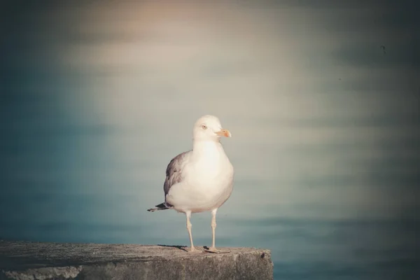 Mise Point Sélective Filtrée Une Mouette Grise Debout Sur Sol — Photo