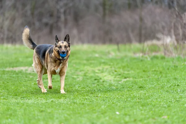 Söt Brun Schäfer Håller Leksak Munnen Och Närmar Sig Parken — Stockfoto