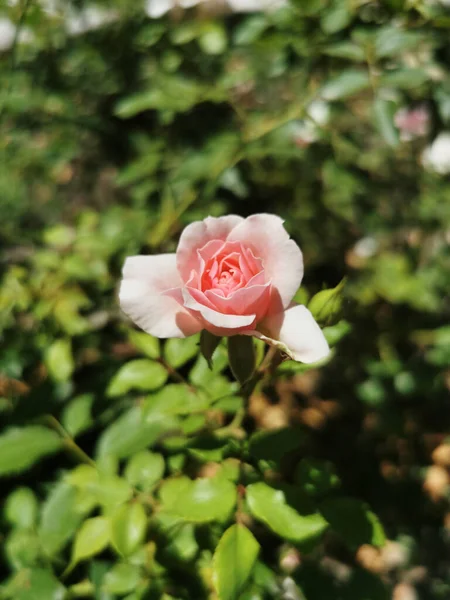 Szelektív Fókusz Lövés Rózsaszín Rózsa Retiro Park Madrid Spanyolország — Stock Fotó