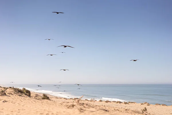 Una Splendida Vista Raro Uccello Chiamato Ibis Sulla Costa Atlantica — Foto Stock