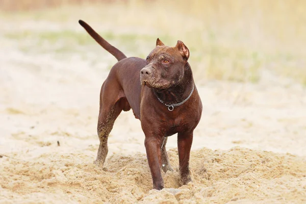 乾燥した草の畑の茶色の丸い犬 — ストック写真