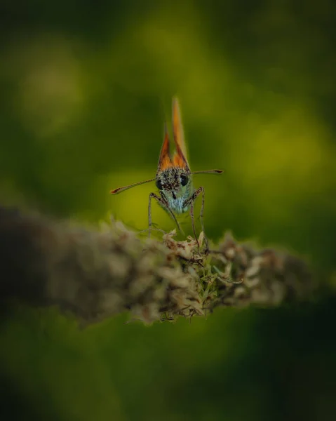 浅いフィールドの深さ 植物に付着した昆虫のマクロショット — ストック写真