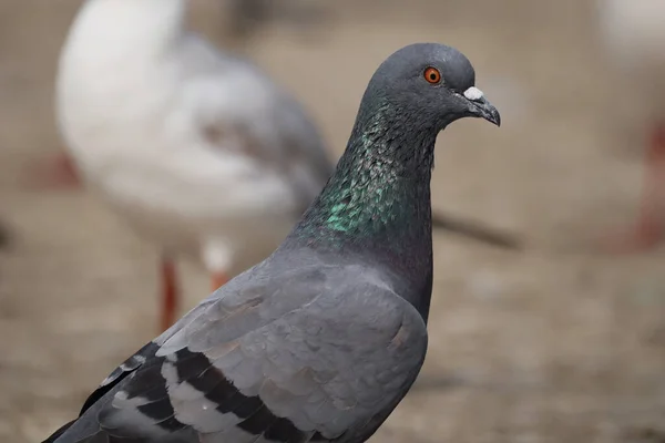 Gros Plan Pigeon Perché Sur Rocher Extérieur — Photo