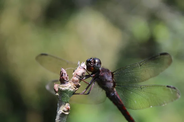 Een Close Opname Van Een Grote Libelle Een Tak — Stockfoto