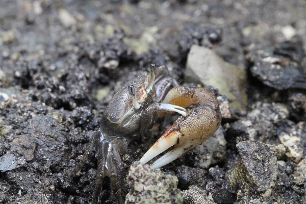 Een Dichtbij Shot Van Een Kleine Krab Lopend Afgronden — Stockfoto