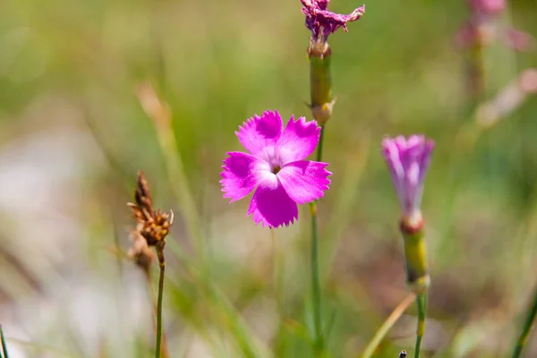 Selektiv Fokus Skott Blommande Dianthus Blommor — Stockfoto