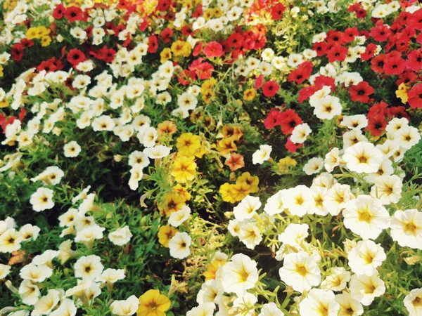 Eine Nahaufnahme Von Schönen Bunten Blumen Retiro Park Madrid Spanien — Stockfoto
