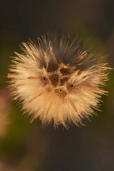 Una Vista Superior Diente León Florecido Esponjoso Fondo Borroso — Foto de Stock