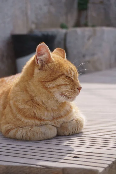 ภาพแนวต งของแมวส เหล องน อนกลางแจ — ภาพถ่ายสต็อก