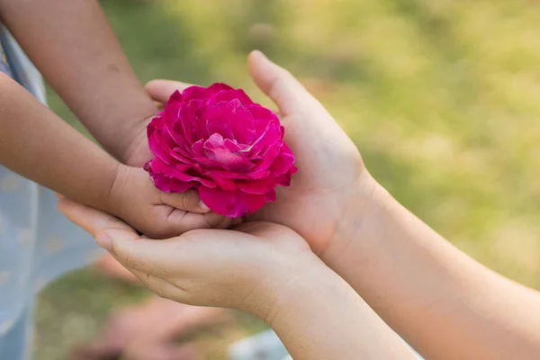 Niña Dando Madre Una Flor Rosa —  Fotos de Stock