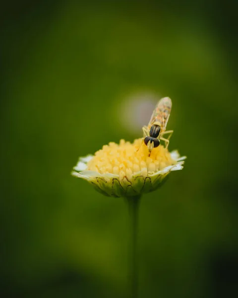 Bir Çiçeğin Üzerindeki Arının Dikey Yan Görüntüsü — Stok fotoğraf