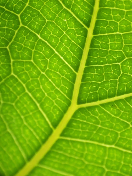 Vertikální Detailní Záběr Zelených Listových Textur — Stock fotografie